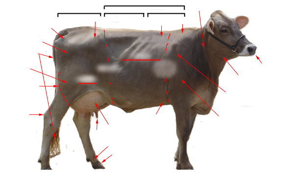 Cow Body Parts Diagram