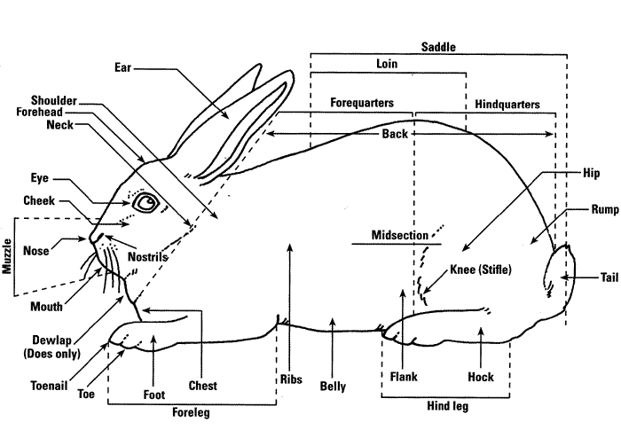 Rabbit Body Parts Chart