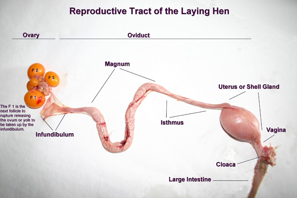 Reproductive System of a Chicken